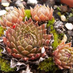 Sempervivum - Dachwurz - Hauswurz